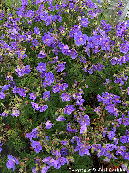 Geranium pratense 'Azure Skies', kylkurjenpolvi